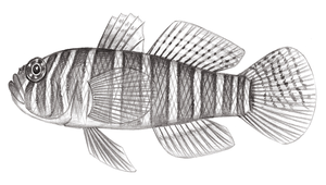 Priolepis cincta (橫帶鋸鱗鰕虎)-資源代表圖