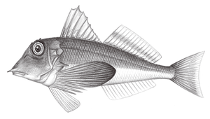 Lepidotrigla kanagashira (尖鰭鱗角魚)縮圖