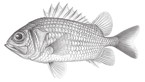 Ostichthys japonicus (日本骨鱗魚)縮圖