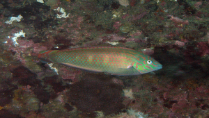 Halichoeres nigrescens (黑帶海豬魚)縮圖