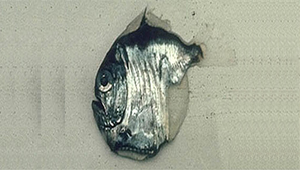 Sternoptyx diaphana (褶胸魚)縮圖