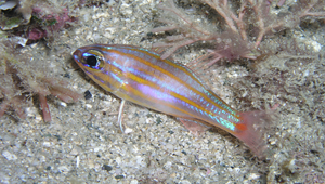 Ostorhinchus cyanosoma (金帶鸚天竺鯛)縮圖