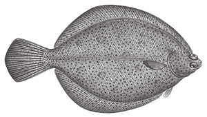 Pleuronichthys cornutus (木葉鰈)縮圖