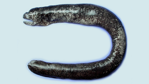 Uropterygius oligospondylus (少椎尾鯙)縮圖