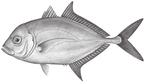 Carangoides coeruleopinnatus (青羽若鰺)縮圖