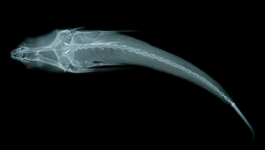 <i>Centrodraco acanthopoma </i> (短鰭粗棘蜥)系列照片
