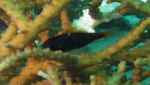 Siphamia majimai (馬島氏管天竺鯛)縮圖