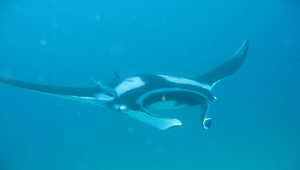 Manta birostris (雙吻前口蝠鱝)