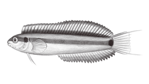 Petroscirtes springeri (史氏跳岩鳚)縮圖