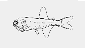 Triphoturus nigrescens (淺黑尾燈魚)縮圖