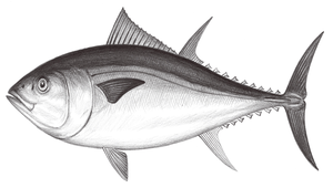 Thunnus orientalis (太平洋黑鮪)縮圖