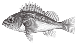 Helicolenus hilgendorfii (赫氏無鰾鮋)縮圖