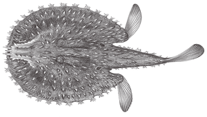 Halieutaea stellata (棘茄魚)