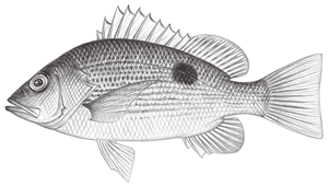 Lutjanus johnii (約氏笛鯛)-資源代表圖