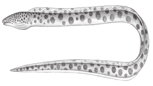 Ophichthus erabo (斑紋蛇鰻)