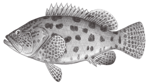 Epinephelus tukula (藍身大斑石斑魚)縮圖