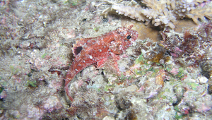 Scorpaena onaria (後頜鮋)