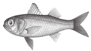 Synagrops japonicus (日本尖牙鱸)縮圖