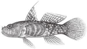 Callogobius maculipinnis (斑鰭硬皮鰕虎)-資源代表圖