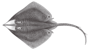 Okamejei hollandi (何氏甕鰩)縮圖