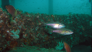 Ostorhinchus semilineatus (半線鸚天竺鯛)縮圖