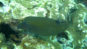 Ostracion meleagris (米點箱魨)縮圖