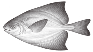 Pampus chinensis (中國鯧)