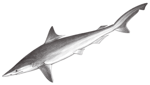 Rhizoprionodon acutus (尖頭曲齒鯊)