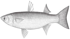 Chelon affinis (前鱗龜鮻)