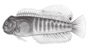 Omobranchus ferox (兇猛肩鰓鳚)縮圖