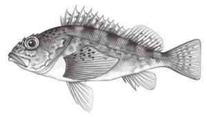 Sebastiscus albofasciatus (白條紋石狗公)縮圖