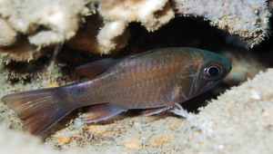 Nectamia savayensis (薩摩亞聖天竺鯛)-資源代表圖