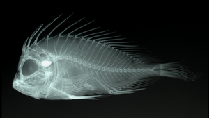 Snyderina yamanokami (大眼斯氏前鰭鮋)縮圖