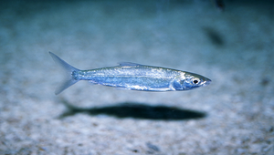 Chanos chanos (虱目魚)