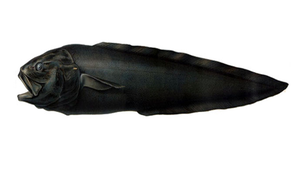 Lamprogrammus brunswigi (布氏軟鼬魚)
