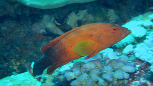 Cephalopholis urodeta (尾紋九刺鮨)縮圖