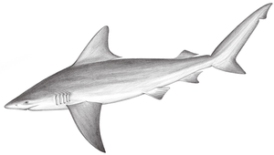 Carcharhinus plumbeus (鉛灰真鯊)