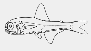 Myctophum aurolaternatum (金焰燈籠魚)縮圖