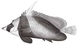 Heniochus singularius (單棘立旗鯛)縮圖