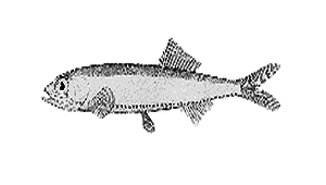 Vinciguerria nimbaria (智利串光魚)縮圖