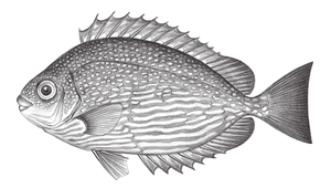 Siganus javus (爪哇臭肚魚)縮圖