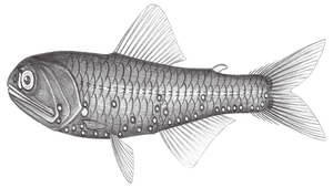 Diaphus splendidus (亮眶燈魚)縮圖