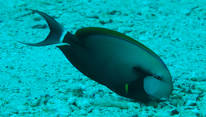 Acanthurus nigricauda (黑尾刺尾鯛)縮圖
