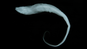 Bathyuroconger vicinus (深海尾糯鰻)