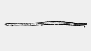 Scolecenchelys gymnota (裸身蠕蛇鰻)縮圖