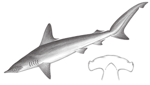 Sphyrna zygaena (錘頭雙髻鯊)-資源代表圖