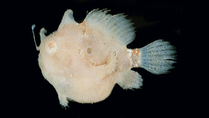 Antennarius hispidus (毛躄魚)縮圖