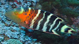 Cheilinus fasciatus (橫帶唇魚)縮圖