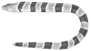Gymnothorax chlamydatus (黑環裸胸鯙)縮圖