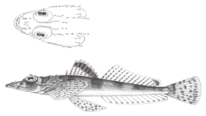 Thysanophrys celebica (西里伯多棘牛尾魚)縮圖